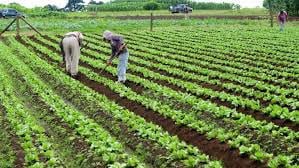 Agricultura
